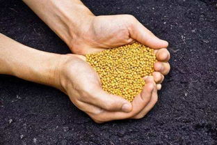 如何科學(xué)施肥，有效提升化肥利用率