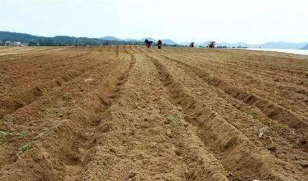 土壤告急 濫用肥料，讓大地“生病”，何談豐收？